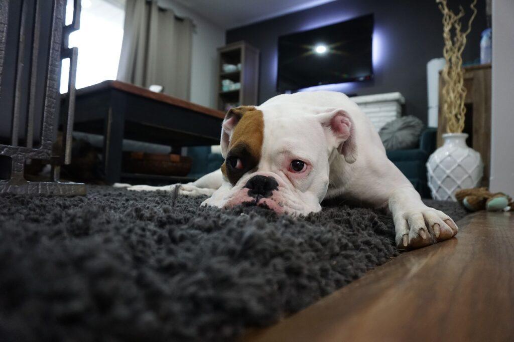 Evde Köpek Beslemek için Gerekenler